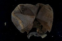 帝雉嗉囊藏品圖，第3張
